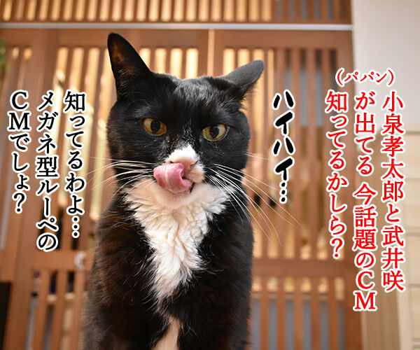 ハズキルーペのCMって知ってる？　猫の写真で４コマ漫画　１コマ目ッ