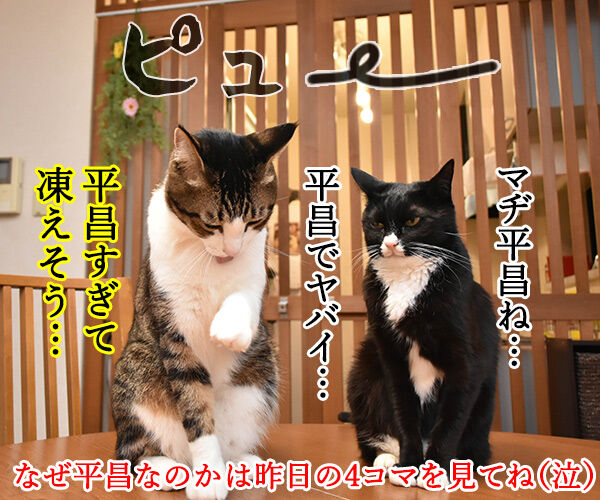 カーリング女子日本代表がとっても熱いのよッ 猫の写真で4コマ漫画 4コマ目ッ