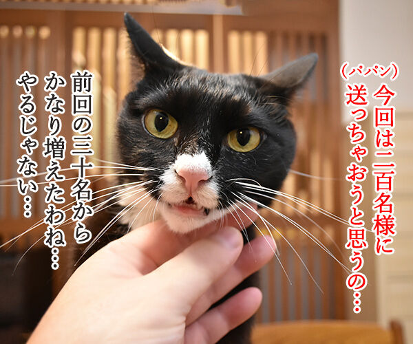 今年もあずだい年賀状を送っちゃうわよーッ　猫の写真で４コマ漫画　２コマ目ッ