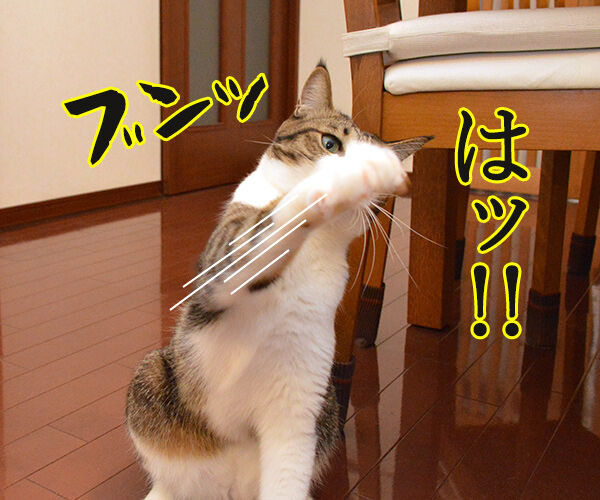 真夜中のエア○○ 猫の写真で4コマ漫画 1コマ目ッ