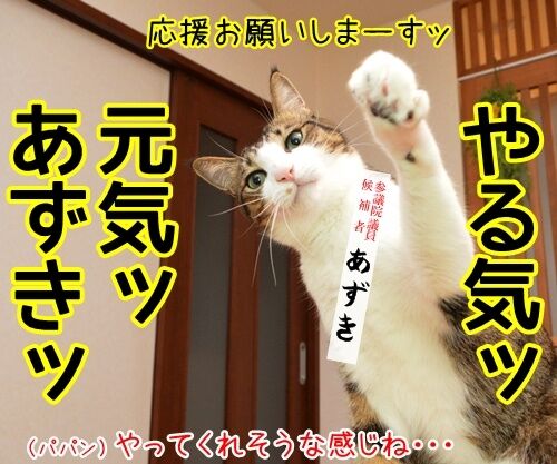 あずだいは参院選に立候補しますッ 猫の写真で4コマ漫画 2コマ目ッ
