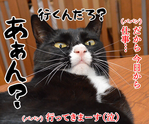 パパン今日から仕事なの　猫の写真で４コマ漫画　４コマ目ッ