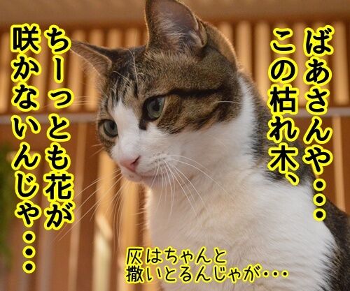 にほん昔話「花さかじいさん」 猫の写真で4コマ漫画 3コマ目ッ