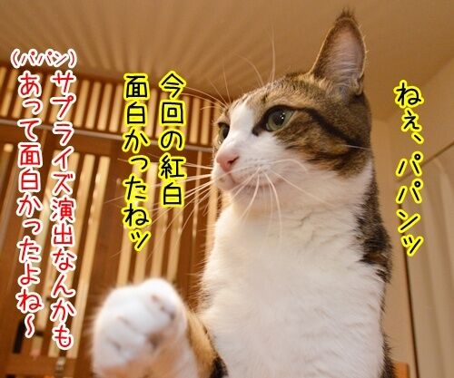 第66回NHK紅白歌合戦は紅組が勝利 猫の写真で4コマ漫画 1コマ目ッ