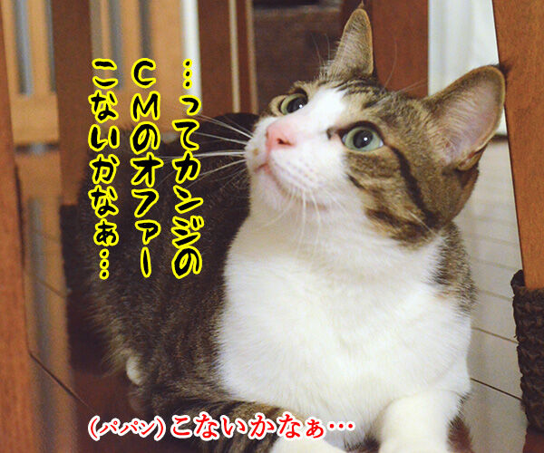 日本で唯一の猫用はみがきスナックは『猫用グリニーズ』なのッ　猫の写真で４コマ漫画　４コマ目ッ