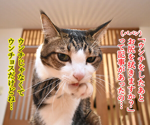 ウンチをしたあと、猫のお尻を拭きますか？　猫の写真で４コマ漫画　１コマ目ッ