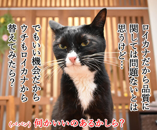ロイヤルカナンの韓国工場が竣工したんですってッ 猫の写真で4コマ漫画 3コマ目ッ