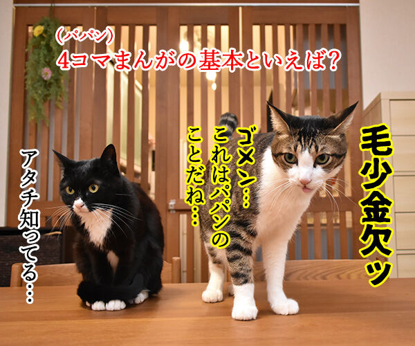 4コマまんがの基本といえば？　猫の写真で４コマ漫画　１コマ目ッ