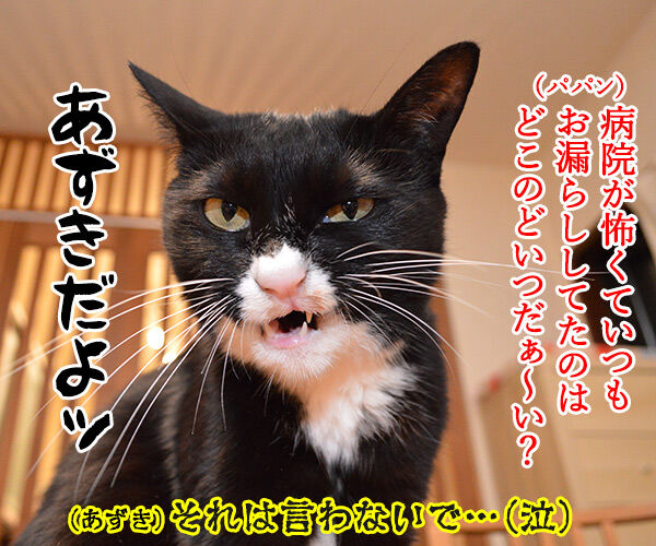 あずきさんのウンチョスのはなし 其の四 猫の写真で4コマ漫画 4コマ目ッ