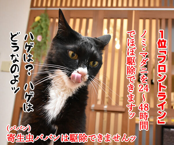 使っている寄生虫駆除剤ランキング 猫の写真で4コマ漫画 2コマ目ッ