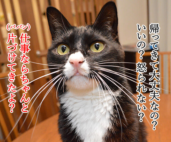 えッ！？パパンが帰ってきた……　猫の写真で４コマ漫画　２コマ目ッ