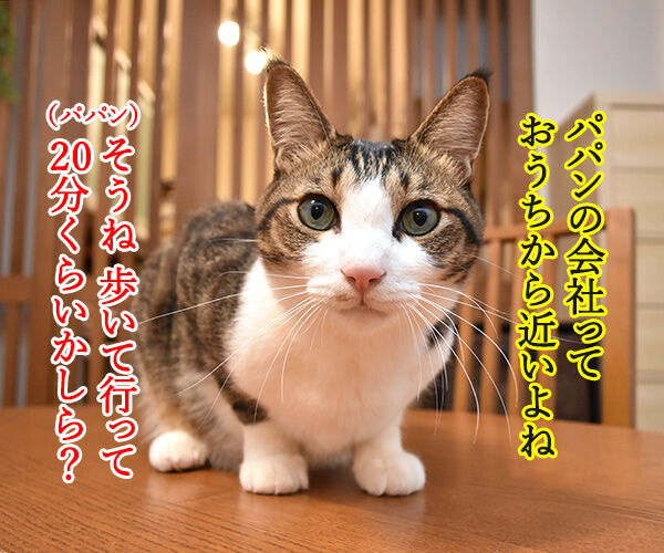 パパンの会社はおうちから歩いて20分なのッ　猫の写真で４コマ漫画　１コマ目ッ