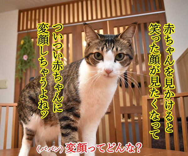 赤ちゃんを見かけたら　猫の写真で４コマ漫画　１コマ目ッ