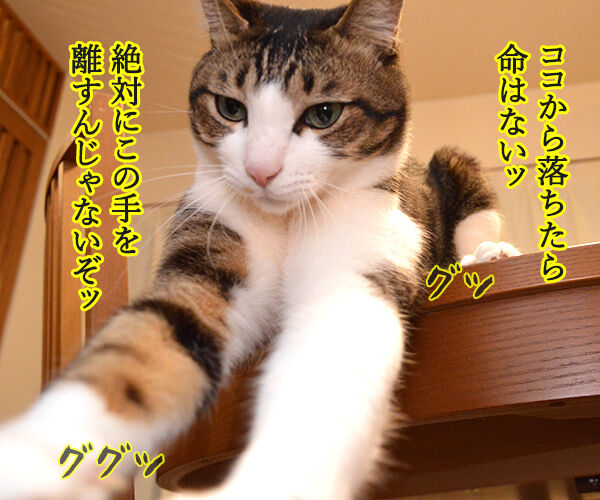 絶対にこの手を離さないでッ　猫の写真で４コマ漫画　１コマ目ッ