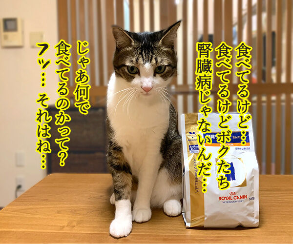猫さんに多い病気は慢性腎臓病(腎不全)なのよッ 猫の写真で4コマ漫画 3コマ目ッ