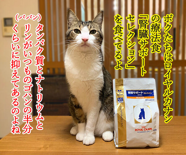 猫さんに多い病気は慢性腎臓病(腎不全)なのよッ 猫の写真で4コマ漫画 2コマ目ッ