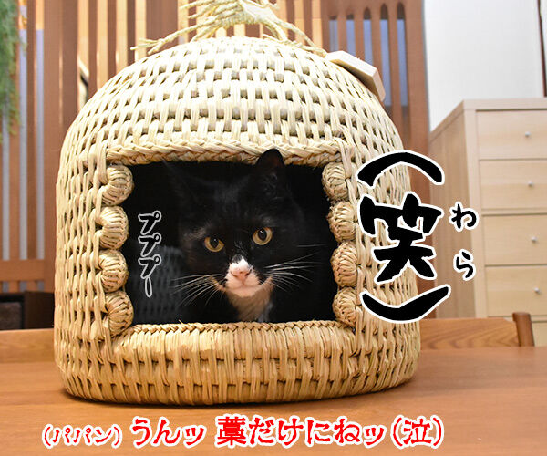 信州安曇野産の藁100%の『ねこつぐら』なのッ 猫の写真で4コマ漫画 4コマ目ッ
