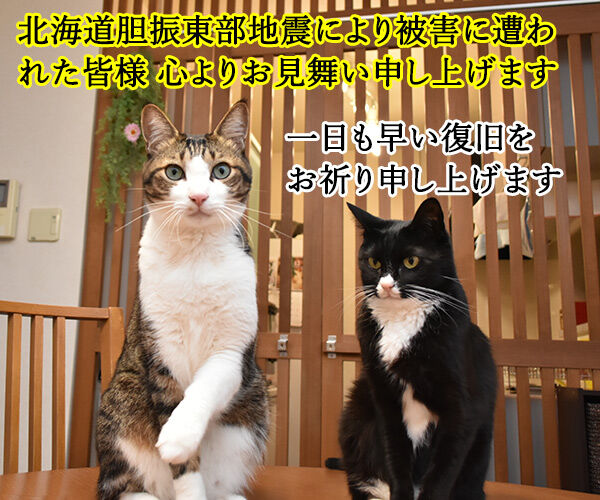 北海道胆振東部地震 心よりお見舞い申し上げます 猫の写真で4コマ漫画 1コマ目ッ
