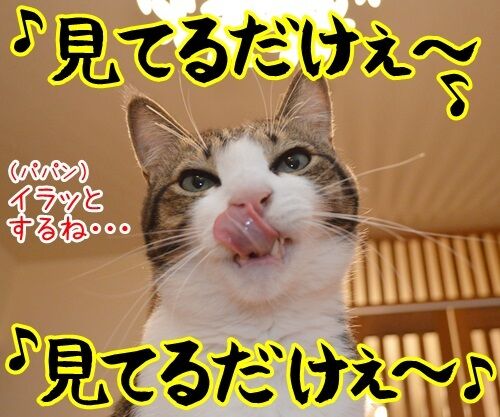 なに見てるの? 猫の写真で4コマ漫画 2コマ目ッ