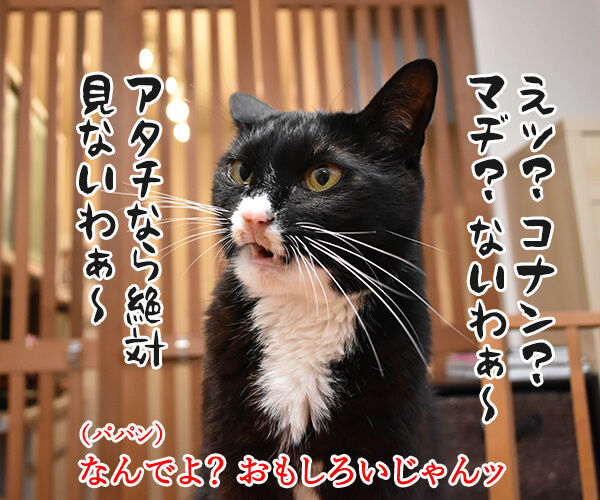 ゴールデンウィークは映画を見ようッ 猫の写真で4コマ漫画 3コマ目ッ