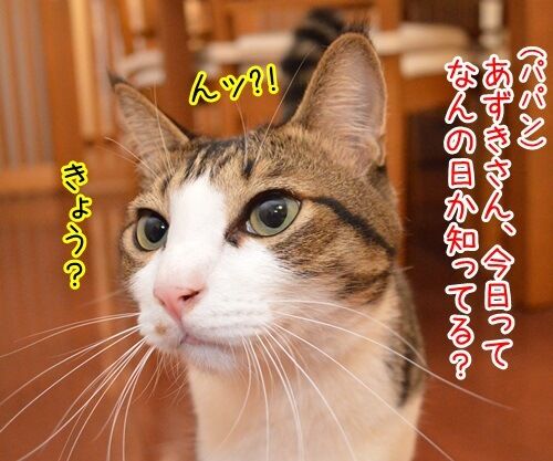 きょうは何の日？　猫の写真で４コマ漫画　１コマ目ッ