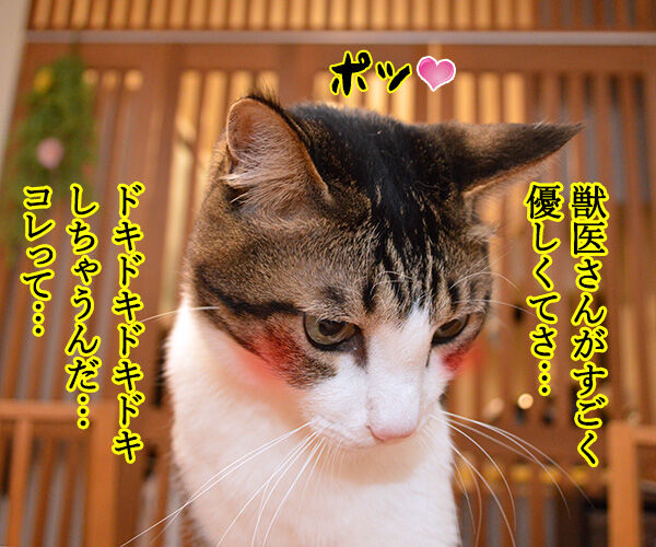 次はいつ病院行けばいいの? 猫の写真で4コマ漫画 3コマ目ッ