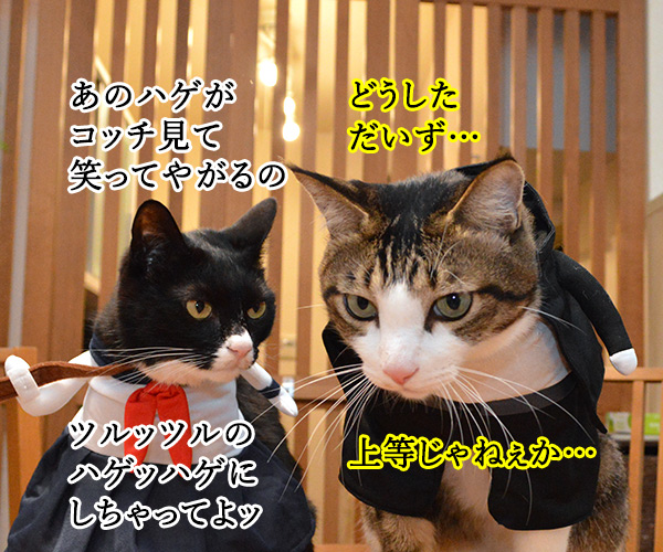 ツルッツルのハゲッハゲにしちゃってよッ　猫の写真で４コマ漫画　２コマ目ッ