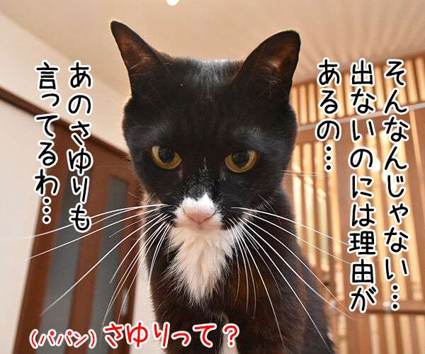 パパンが便秘な理由　猫の写真で４コマ漫画　３コマ目ッ