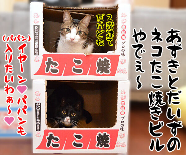 大阪のネコビルに行ってみたいわッ　猫の写真で４コマ漫画　４コマ目ッ
