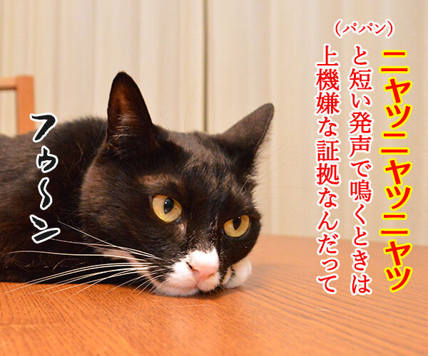 鳴き声でわかる猫のきもち あずきさんとだいずさん Powered By ライブドアブログ 鳴き声でわかる猫のきもち あずきさんとだいずさん Powered By ライブドアブログ