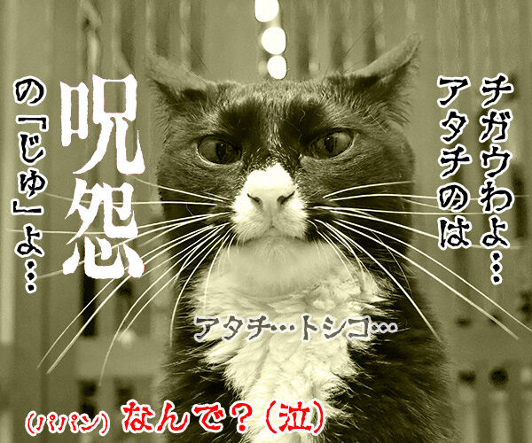 「はい」じゃなくて「りょ」じゃなくて 猫の写真で4コマ漫画 4コマ目ッ