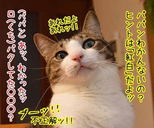 モノマネ当てクイズ 猫の写真で4コマ漫画 3コマ目ッ