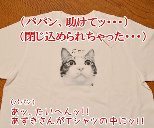 あずきさんがッ　Ｔシャツに！！　猫の写真で４コマ漫画　１コマ目ッ