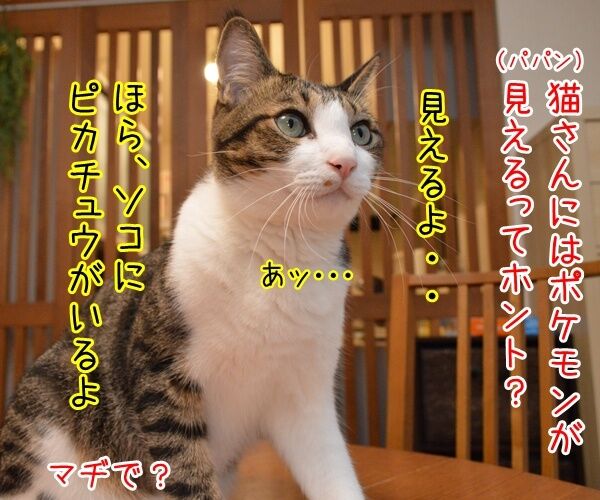 猫さんにはポケモンが見えるんですってッ 猫の写真で4コマ漫画 1コマ目ッ