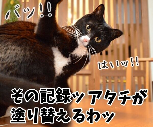 世界最長寿の猫Scooterさんが永眠 30歳でした 猫の写真で4コマ漫画 2コマ目ッ