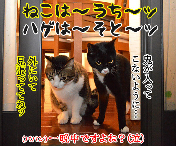 それでは豆まきオネガイシマース　猫の写真で４コマ漫画　４コマ目ッ