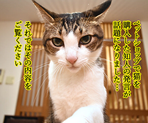 猫さんの価値は金額じゃないのよッ 猫の写真で4コマ漫画 1コマ目ッ