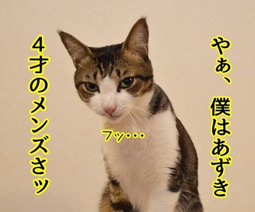 僕はあずき(医薬部外品) 猫の写真で4コマ漫画 1コマ目ッ