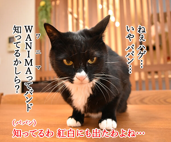 WANIMAってバンド 知ってる? 猫の写真で4コマ漫画 1コマ目ッ