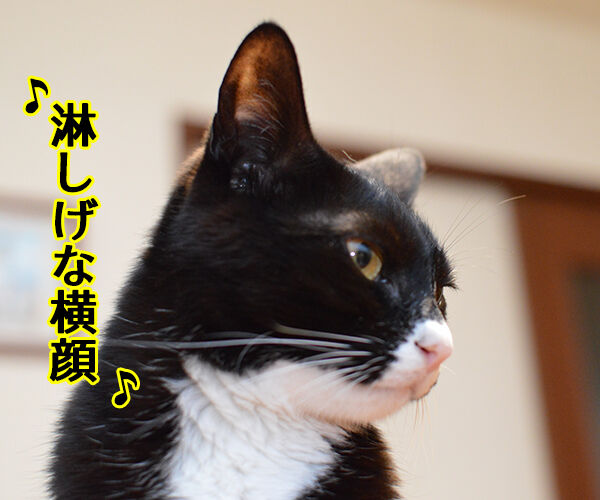 君だけを見ていた 猫の写真で4コマ漫画 2コマ目ッ