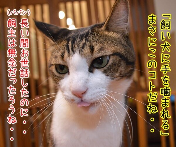 飼っていたクマに襲われ男性2人が死傷なんですって…… 猫の写真で4コマ漫画 2コマ目ッ