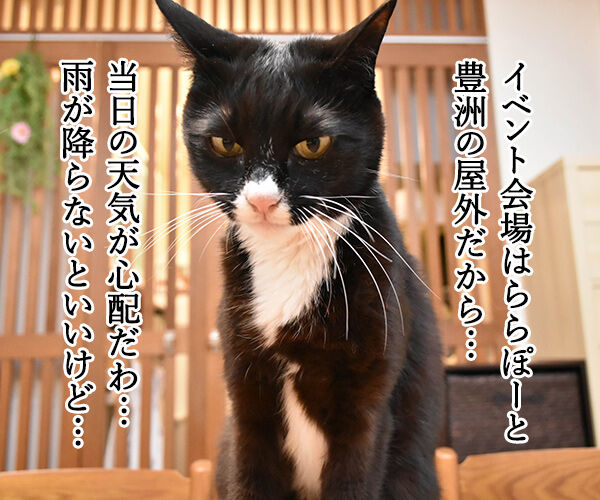 今週末はららぽーと豊洲のドッグイベントに行こうッ　猫の写真で４コマ漫画　３コマ目ッ