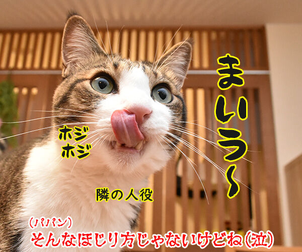 パパンが電車の中で体験したお話なのッ　猫の写真で４コマ漫画　５コマ目ッ