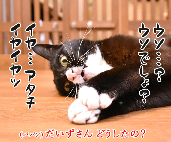 玉木宏さんと木南晴夏さんが結婚なんですってッ　猫の写真で４コマ漫画　１コマ目ッ