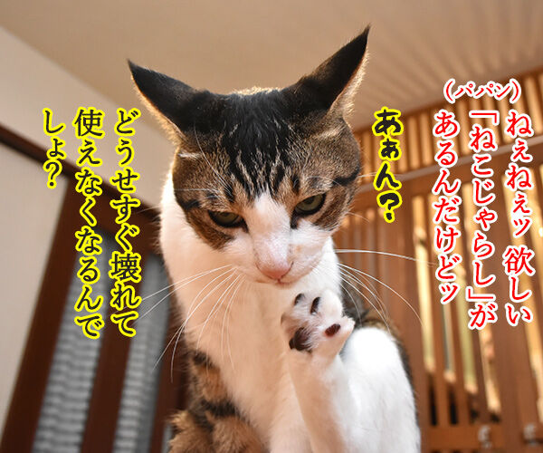 どうしても使ってほしいじゃらしがあるのッ 猫の写真で4コマ漫画 1コマ目ッ
