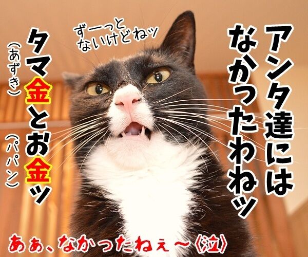 2016 年「今年の漢字®」第１位は 「金」なんですってッ　猫の写真で４コマ漫画　４コマ目ッ