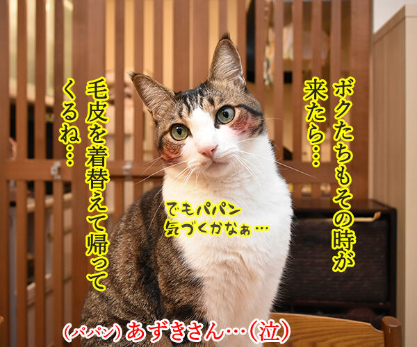 毛皮を着替えて帰ってきてねッ　猫の写真で４コマ漫画　２コマ目ッ