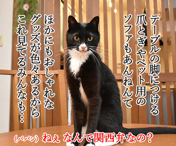 あのイケアからペットグッズが出るんですってッ　猫の写真で４コマ漫画　３コマ目ッ