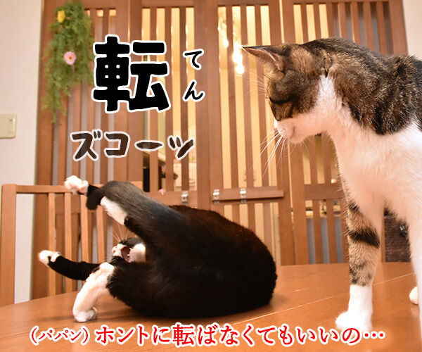 4コマまんがの基本といえば? 猫の写真で4コマ漫画 3コマ目ッ