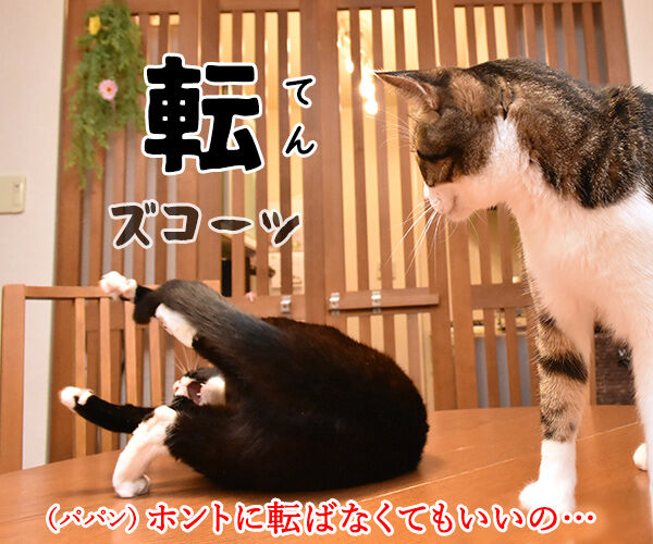 4コマまんがの基本といえば？　猫の写真で４コマ漫画　３コマ目ッ